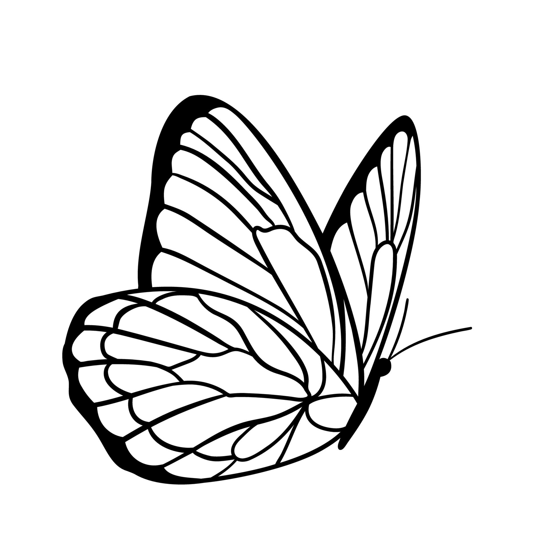 Graphic black Butterfly isolated on white background. Vector