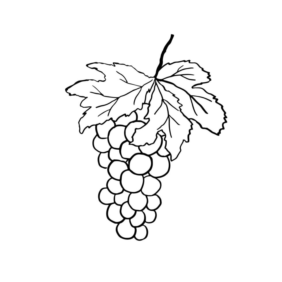 racimo de uvas con hojas y bayas. ilustración vectorial dibujada a mano. boceto aislado en blanco. vector