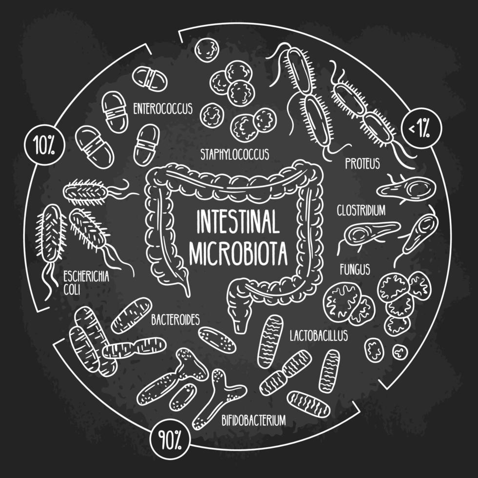 Vector chalk infographics of the human intestinal flora on the blackboard. Normal, opportunistic, pathogenic gut microbiota of the digestive tract. Microorganisms in the colon hand drawn scheme.