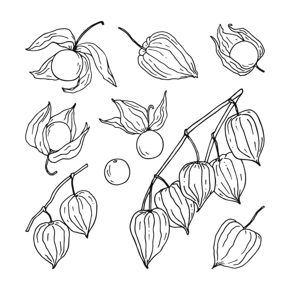 Set of hand sketched physalis berries, including branches and different single berries. Hand drawn illustration in black color isolated on white vector