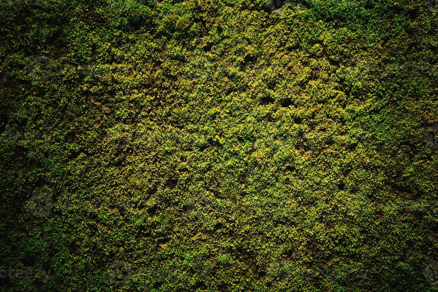 musgo verde en el fondo del piso foto