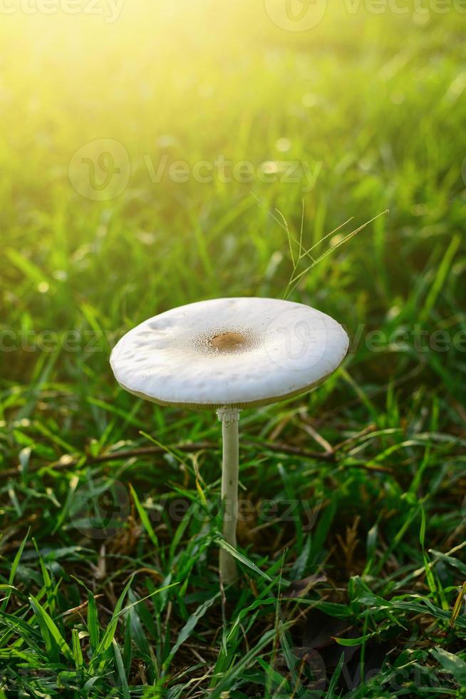 hongos que crecen en el campo de hierba. foto