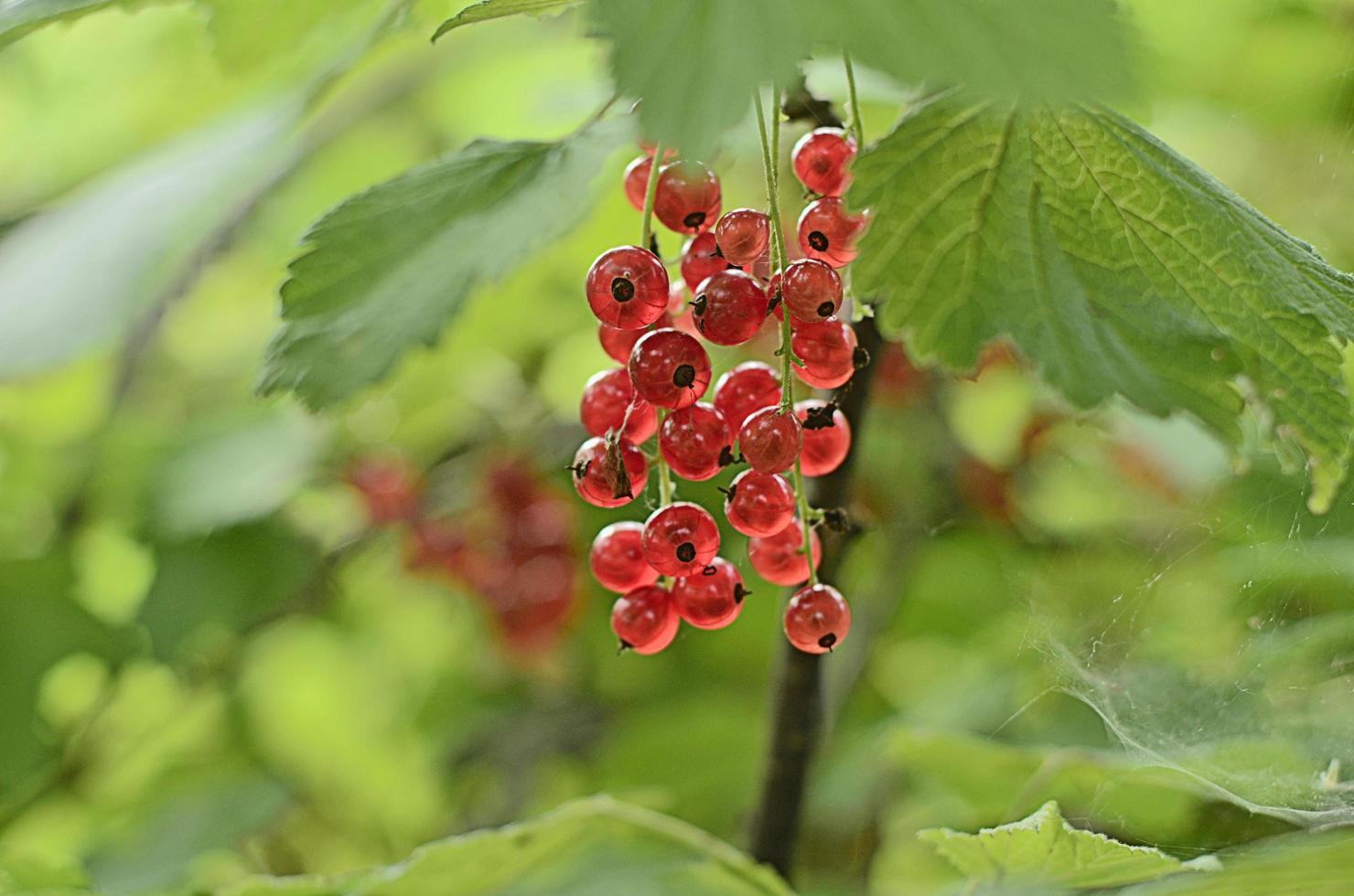 a bunch of red currants hanging on a branch photo