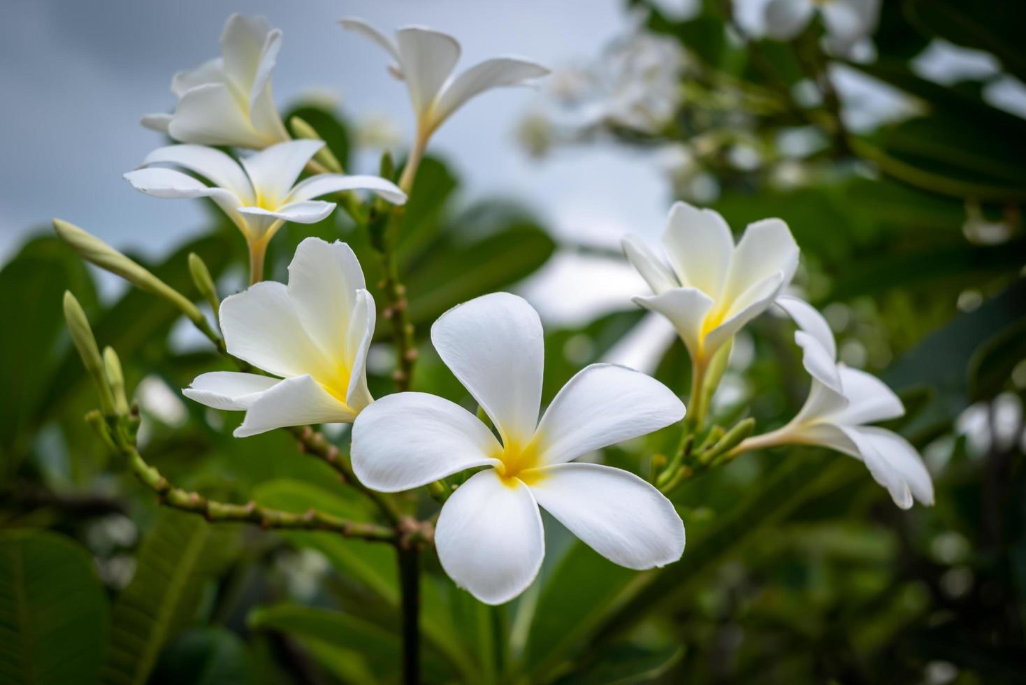 Plumeria known as Temple tree, Pagoda tree photo