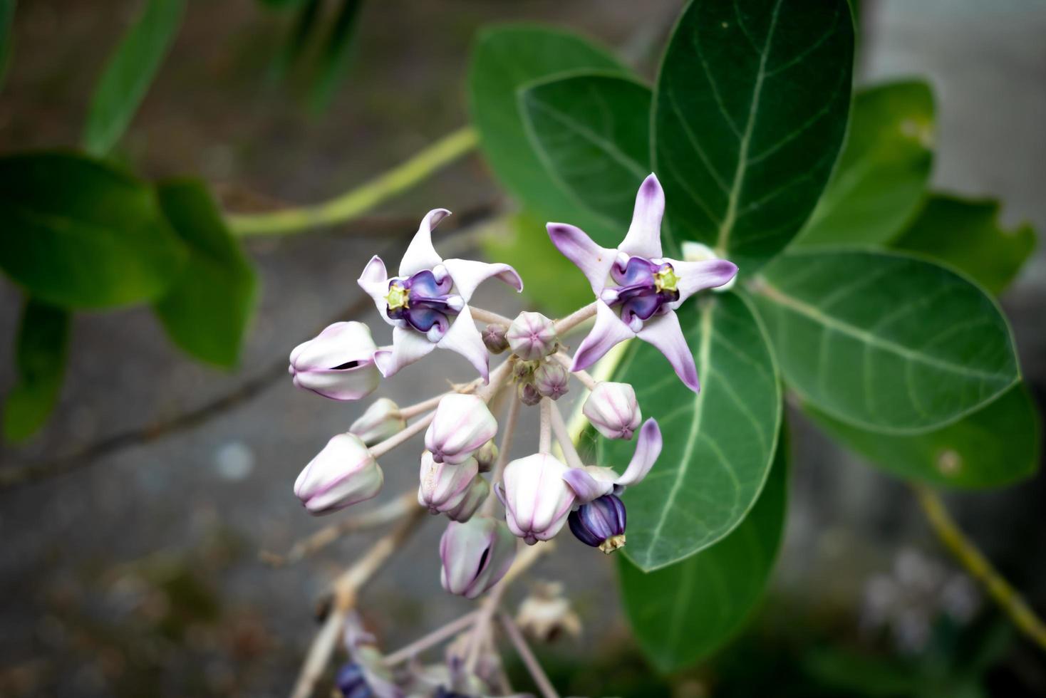 Crown flower and green leaf photo