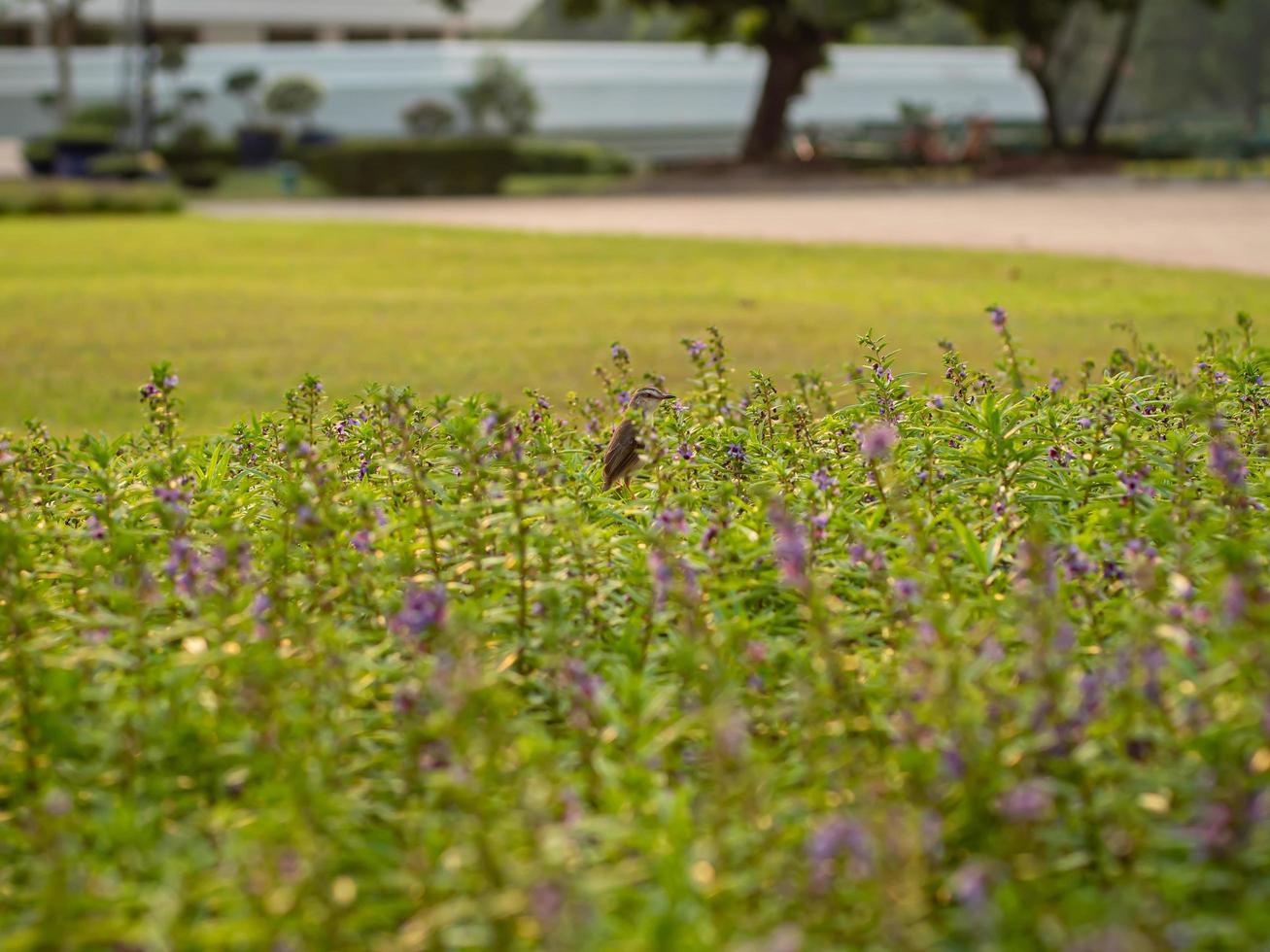 Little bird among the spring greenery. photo