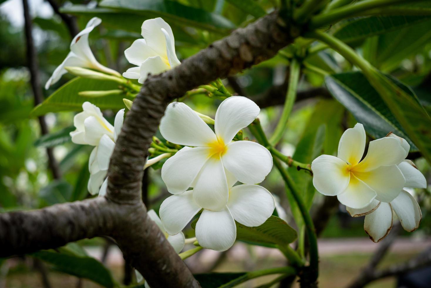 Plumeria known as Temple tree, Pagoda tree photo