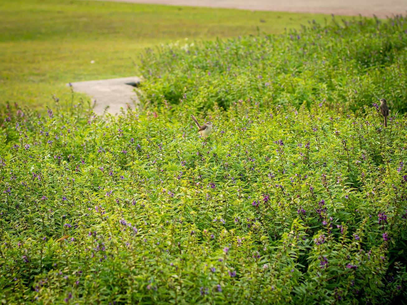 Little bird among the spring greenery. photo