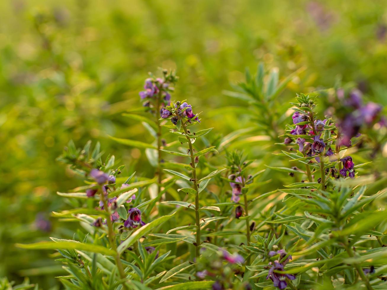 Soft-focus blue salvia flowers in the garden. photo