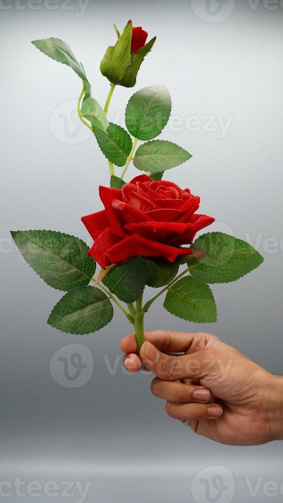 romantic mood concept.Beautiful red rose in hand on white