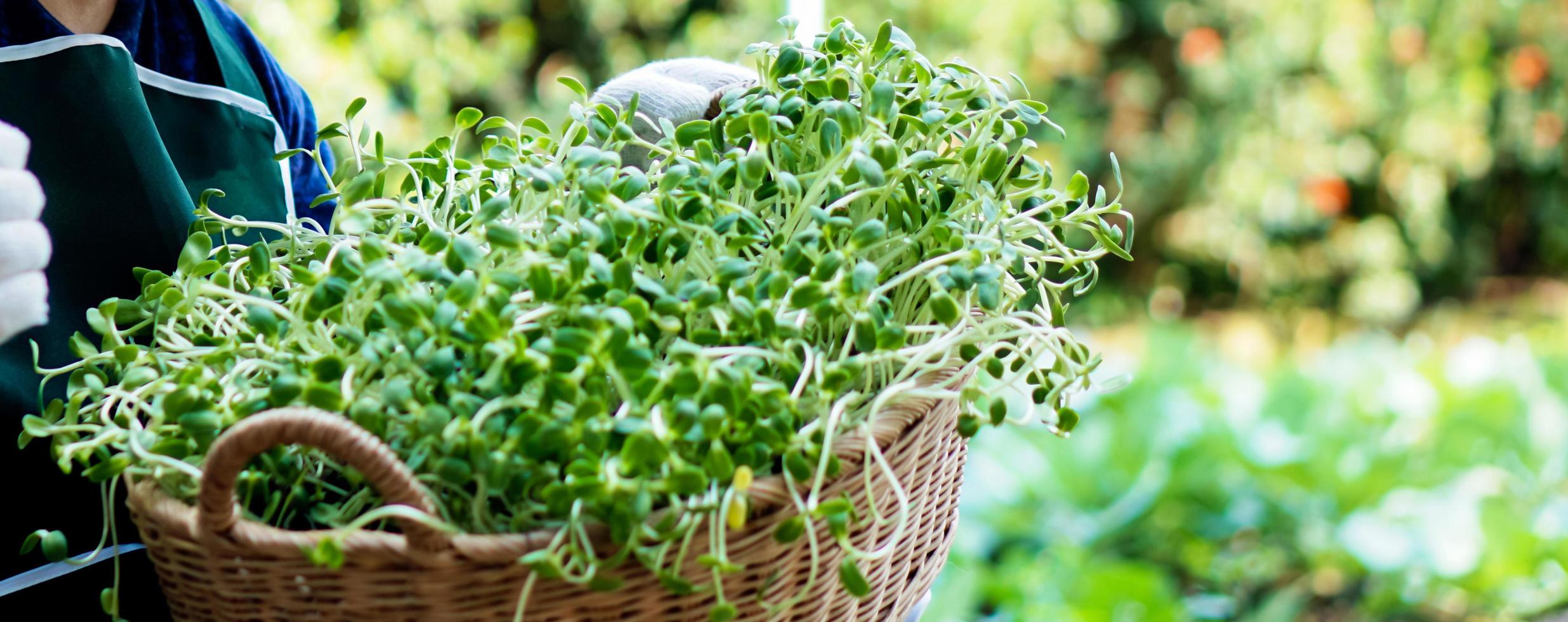 Sunflower sprout in wicker basket and holding in hand, concept for healthy eating, soft and selective focus. photo