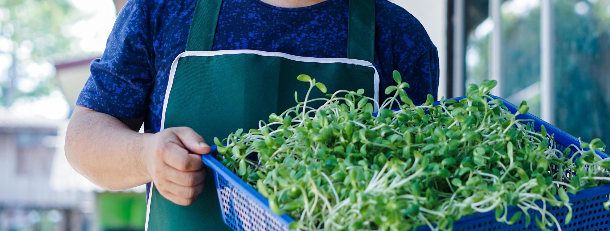 Sunflower sprout in wicker basket and holding in hand, concept for healthy eating, soft and selective focus. photo