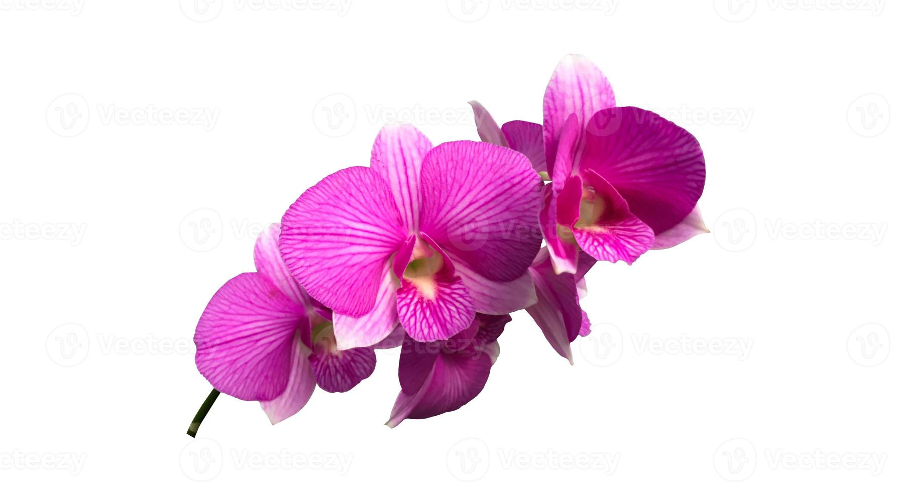 Isolated dendrobium orchid flower with clipping paths. photo