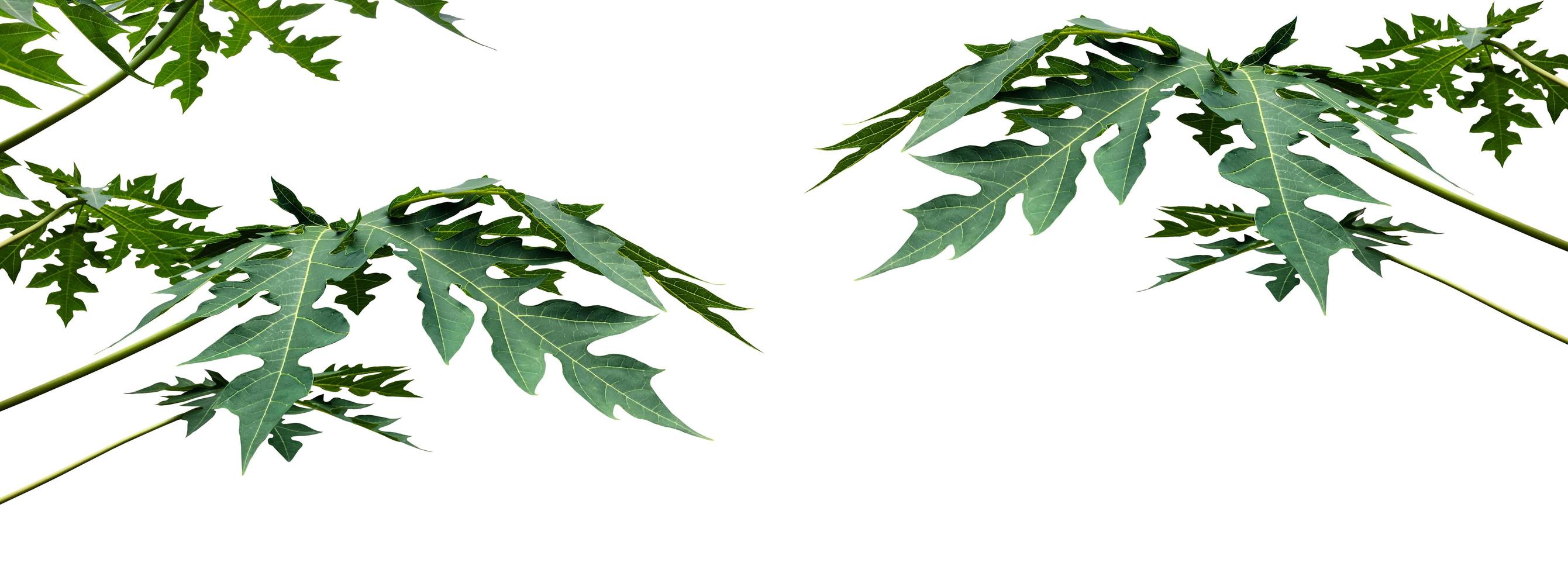 Isolated green and fresh papaya leaf with clipping paths. photo