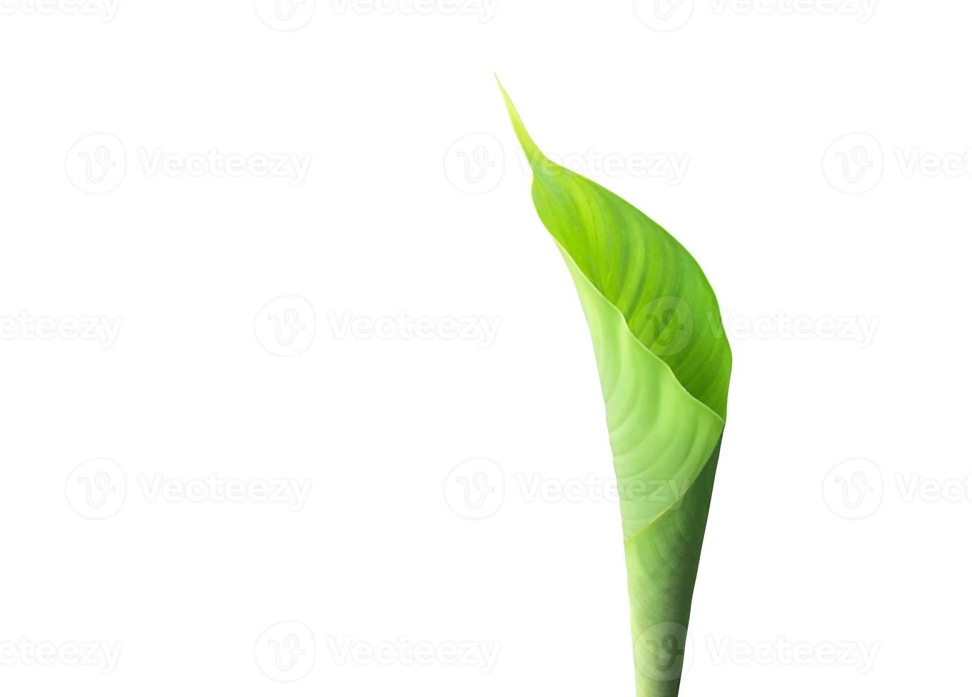 Isolated young shoot of Heliconia tortuosa leaf with clipping paths. photo