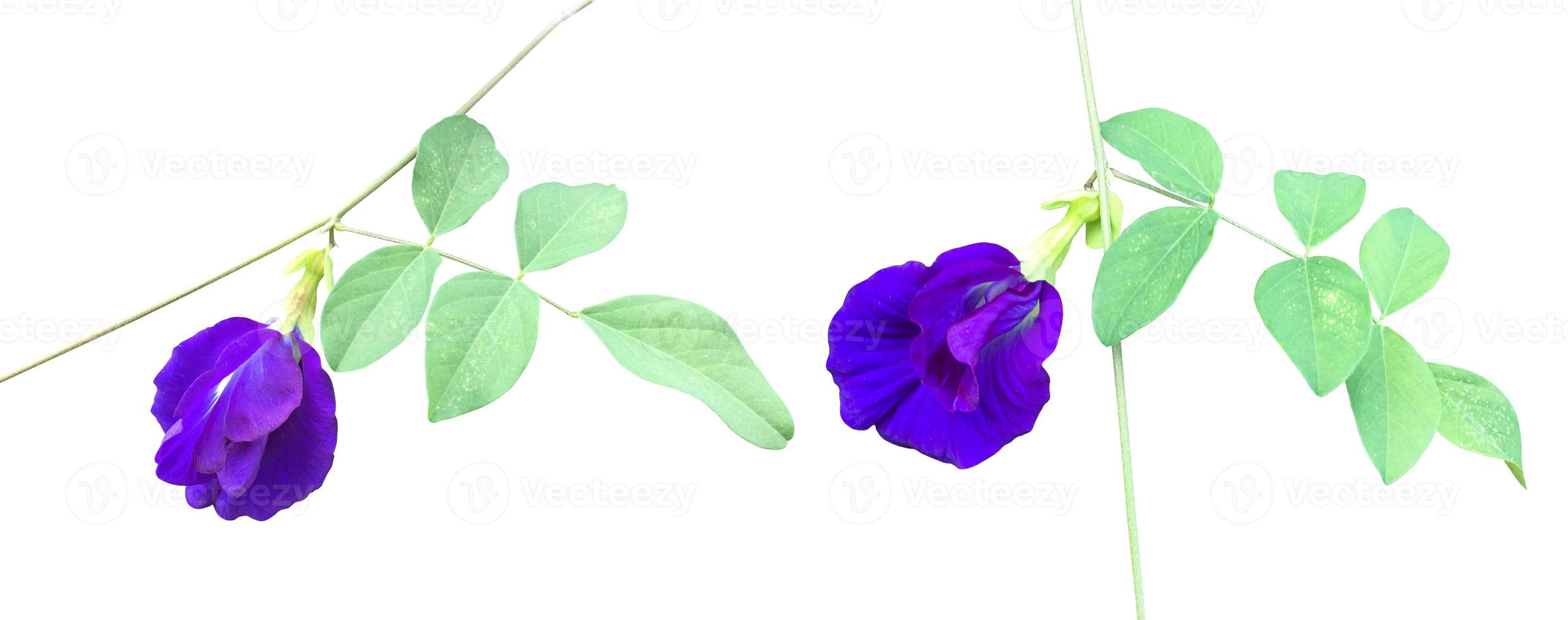 Isolated butterfly pea flower with clipping paths. photo