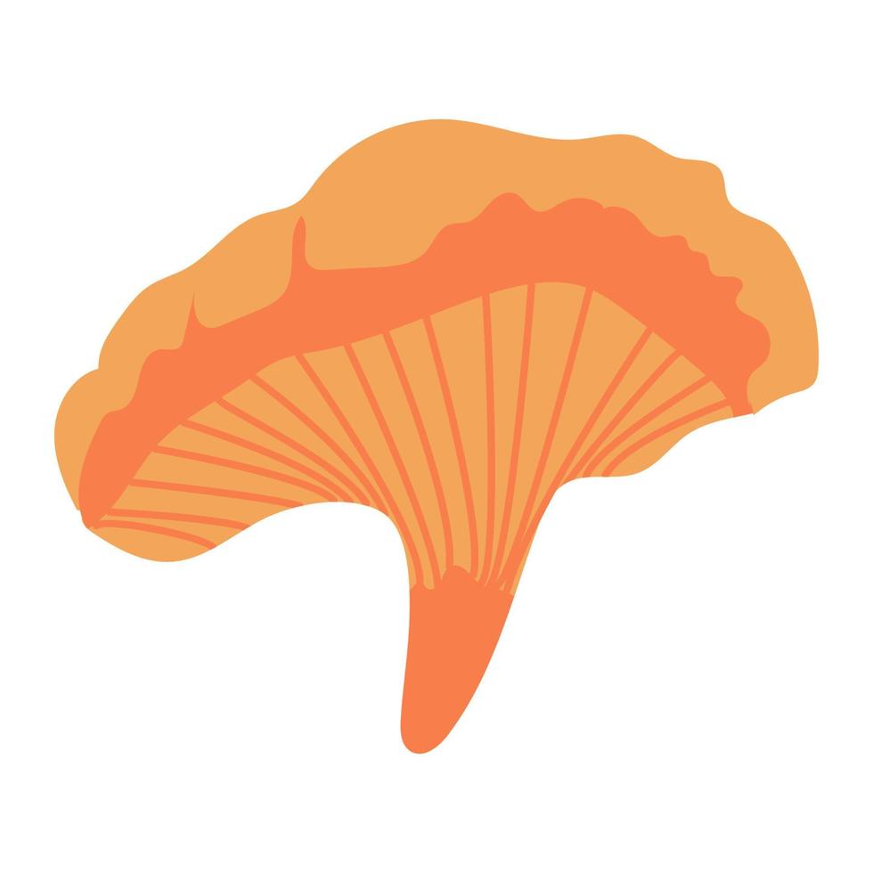mushroom-chanterelle. Vector illustration isolated on white, flat style