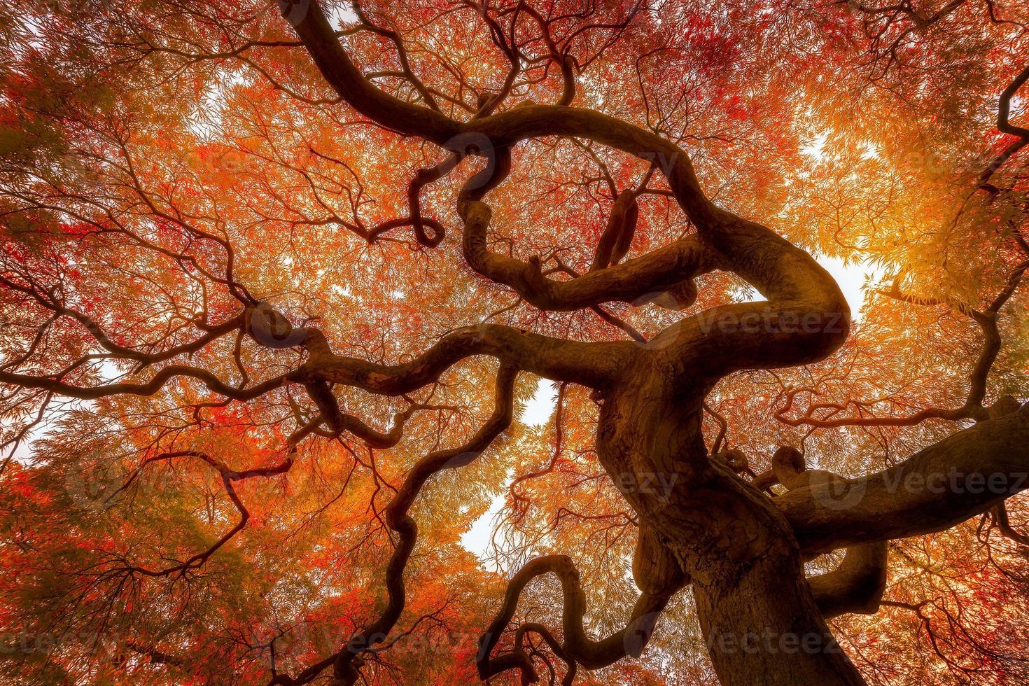 Below of autumn maple tree in Shinjuku Gyoen National Garden, Tokyo, Japan. photo