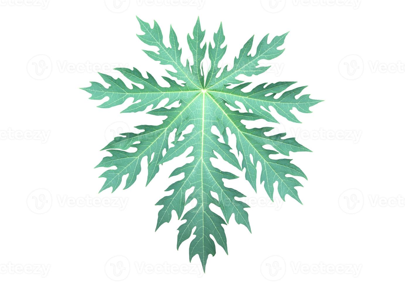 Isolated green and fresh papaya leaf with clipping paths. photo