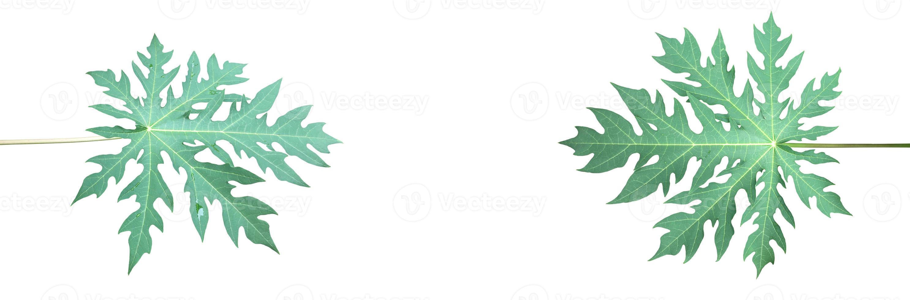 Isolated green and fresh papaya leaf with clipping paths. photo
