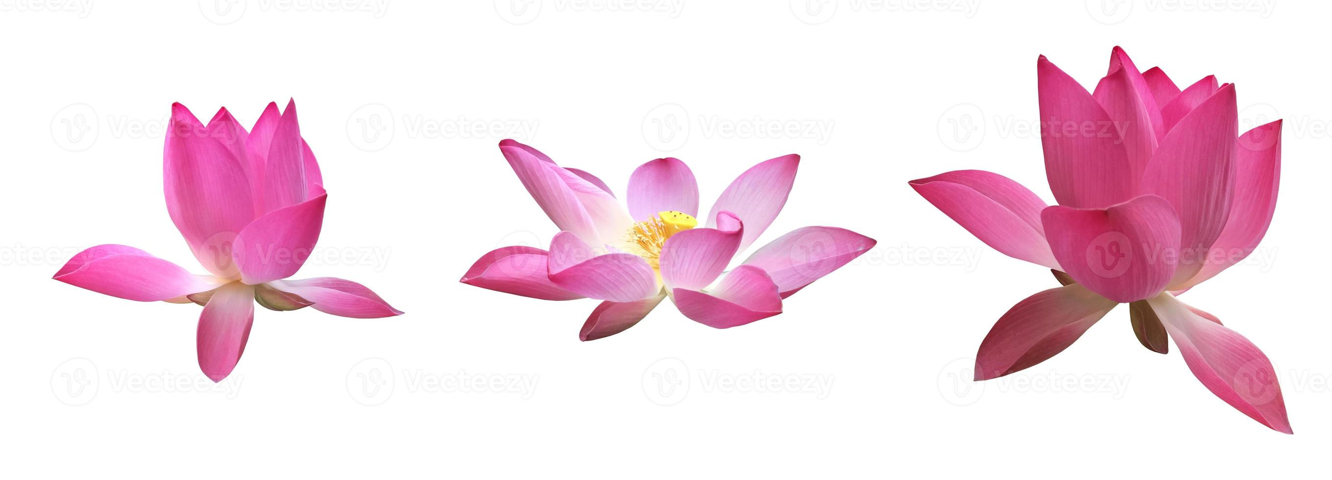 nenúfar rosa aislado o flor de loto con caminos de recorte. foto