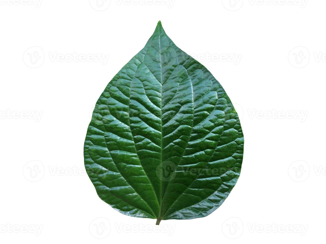 Isolated fresh and green betel leaf with clipping paths. photo
