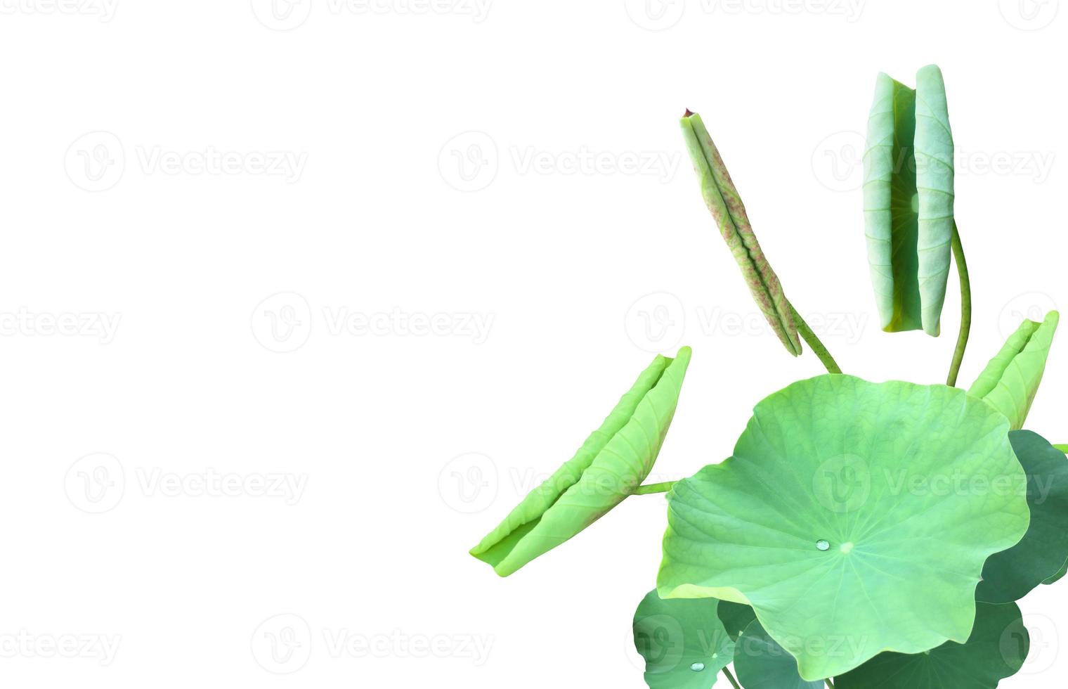 Isolated waterlily or lotus leaf with clipping paths. photo