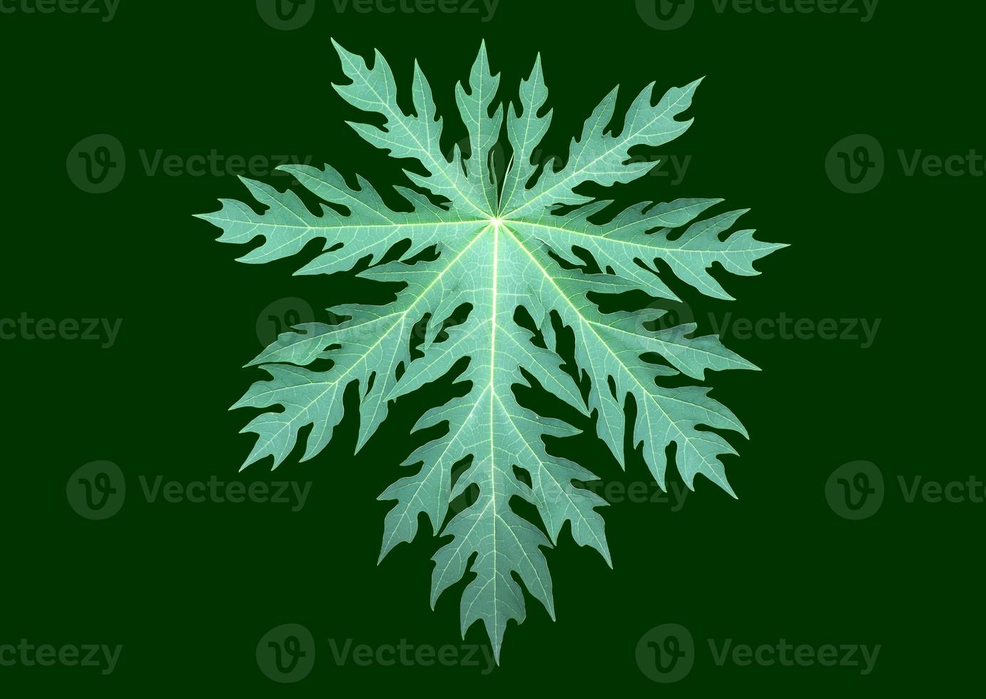 Isolated green and fresh papaya leaf with clipping paths. photo