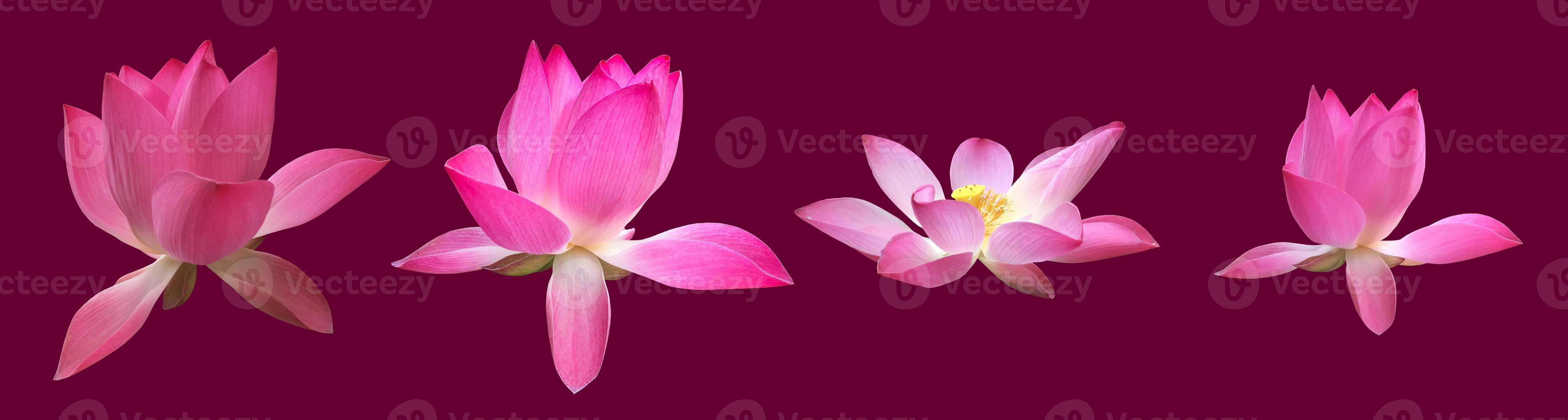 Isolated pink waterlily or lotus flower with clipping paths. photo