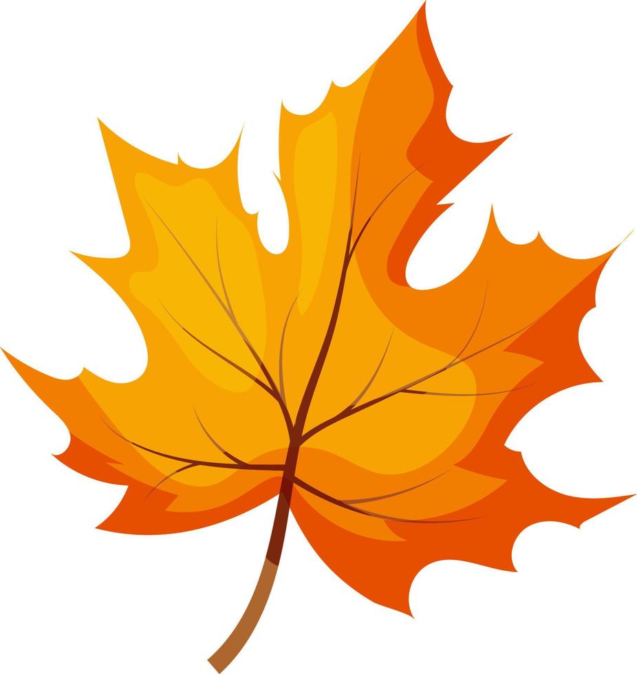 autumn maple leaf vector