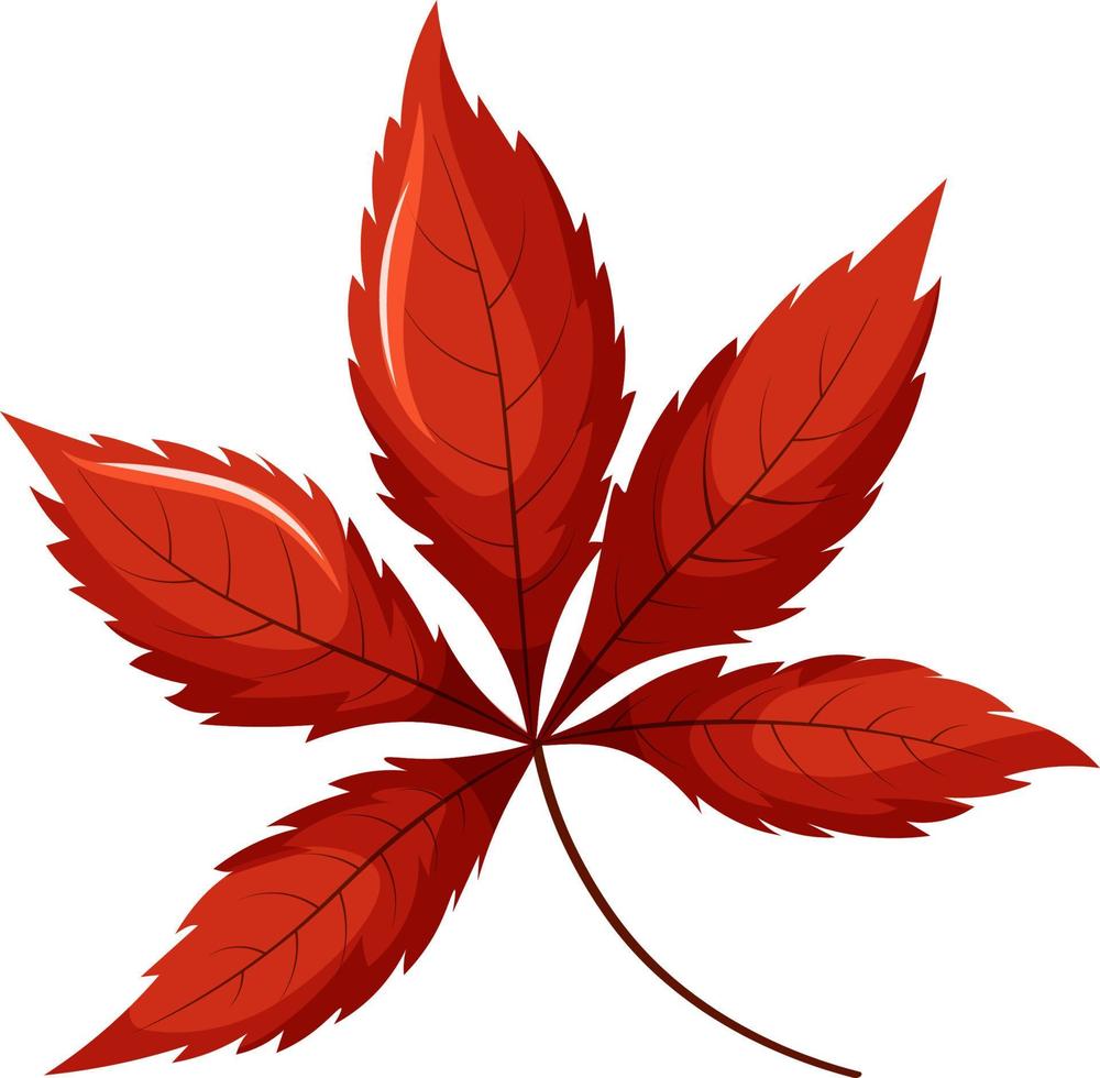 Red maple leaf, japanese maple leaf vector