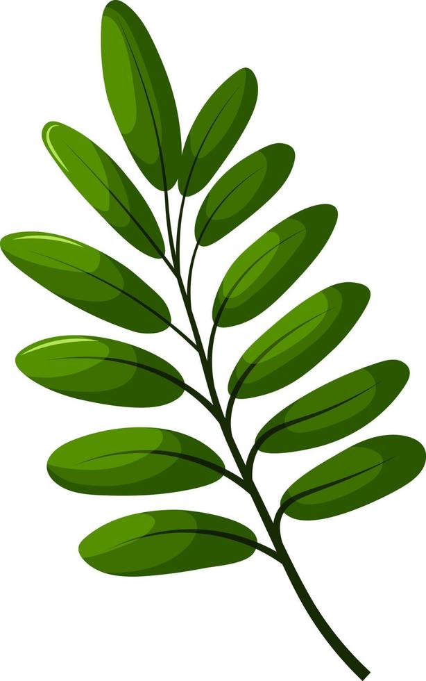 green fern branch vector