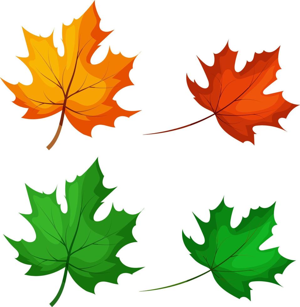 Green and autumn maple leaves vector