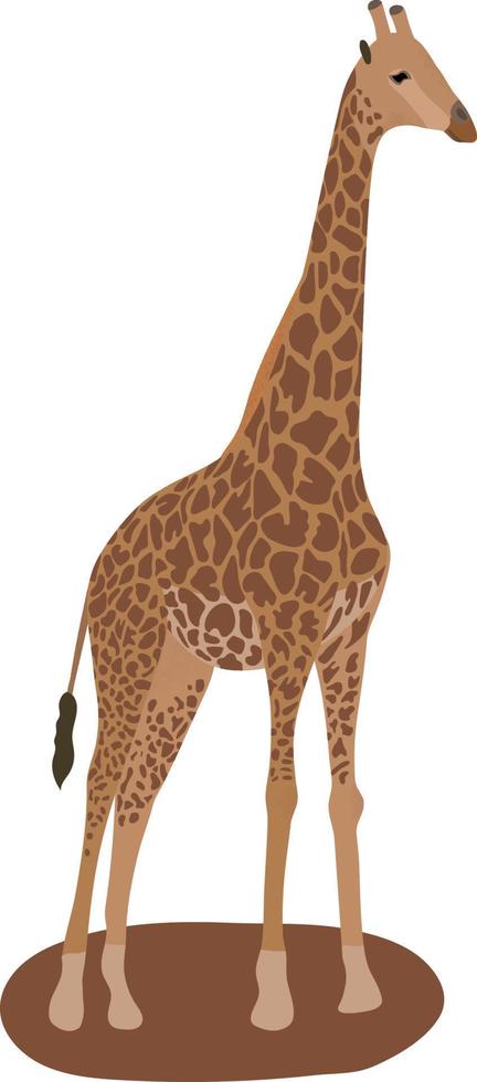 Giraffe. Isolated. White background vector