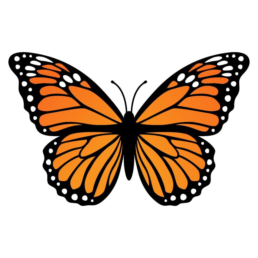 mariposa monarca. ilustración vectorial aislado sobre fondo blanco vector