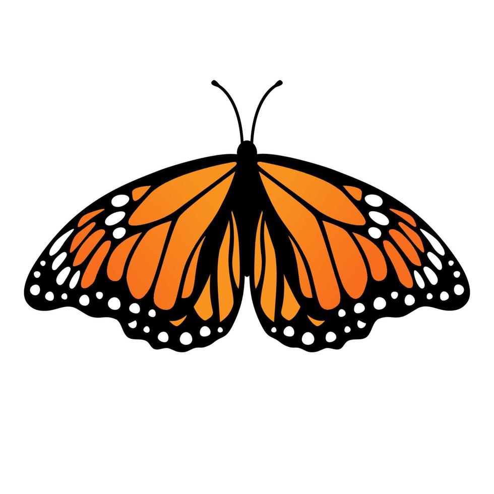 mariposa monarca. ilustración vectorial aislado sobre fondo blanco vector