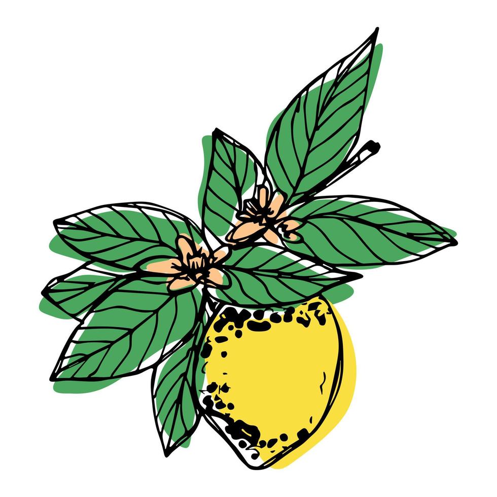 clipart vectorial de limón. icono de cítricos dibujado a mano. ilustración de frutas para impresión, web, diseño, decoración vector