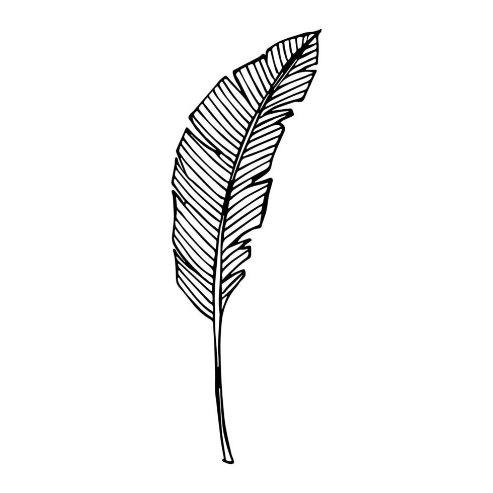 Simple tropical banana leaf illustration. Hand drawn vector clipart. Botanical doodle