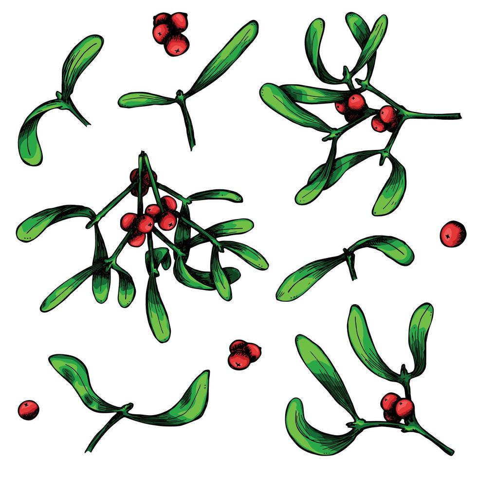 Hand drawn Christmas and New Year set of mistletoe twigs with berries. Christmas decoration isolated on a white background. For invitations, greeting cards, print, web, design. vector