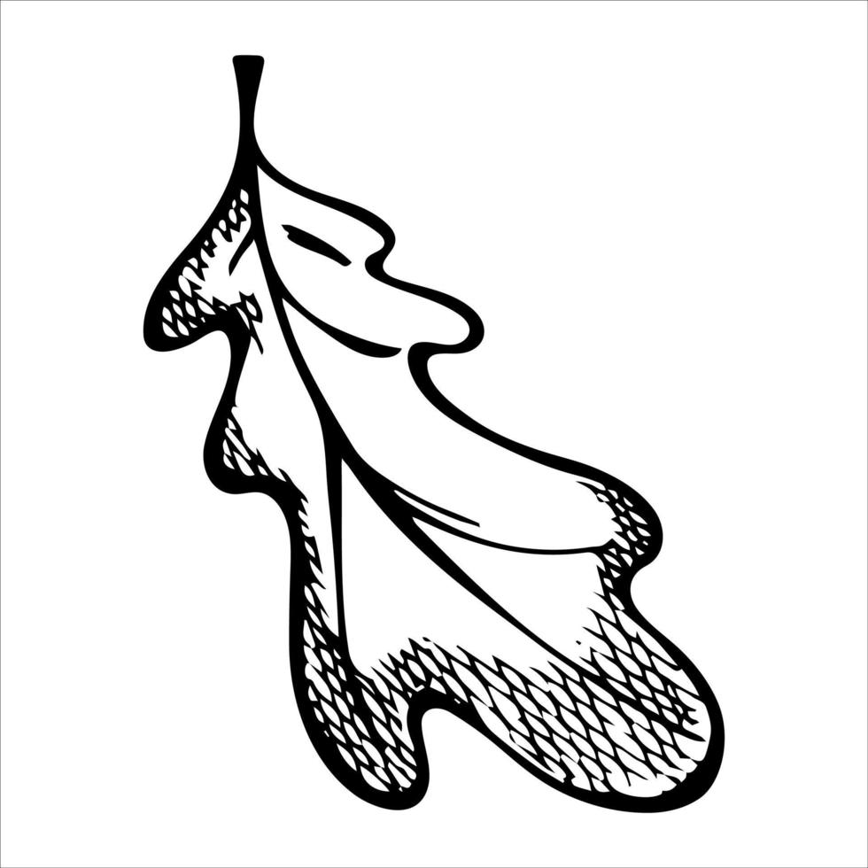Vector hand drawn oak leaf. Autumn illustration. Detailed botanical clipart.