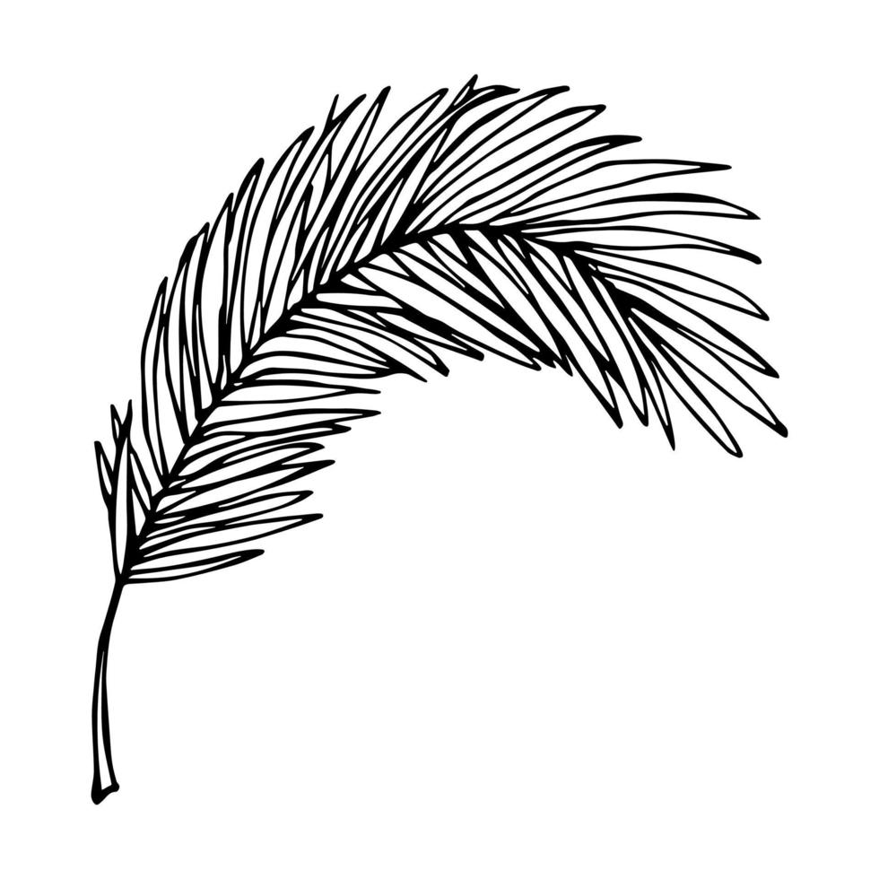 Simple tropical leaf illustration. Hand drawn vector clipart. Botanical doodle