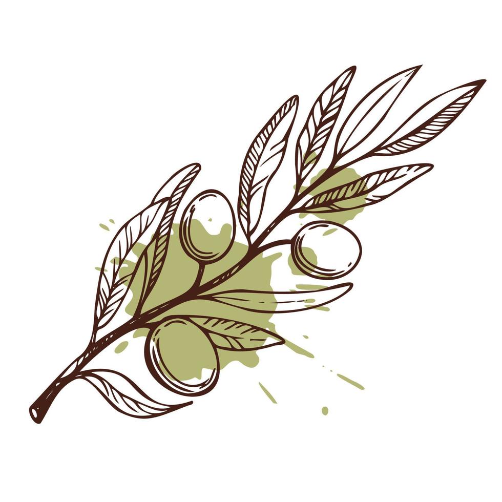 Olive branch. Hand drawn vector scetch. Food illustration