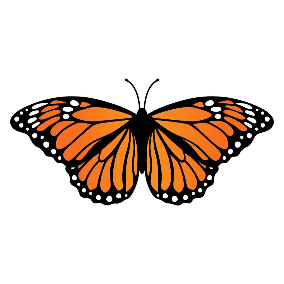 Monarch butterfly. Vector illustration isolated on white background