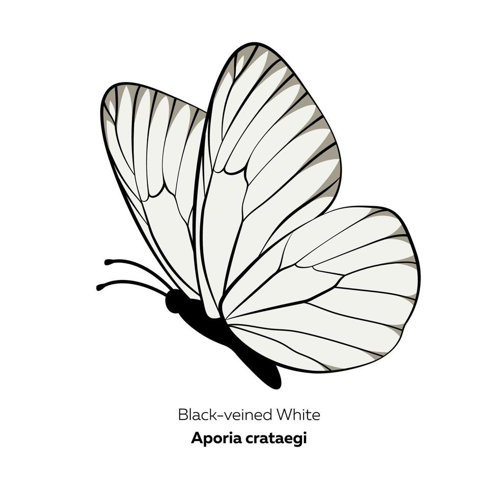 mariposa blanca con venas negras, aporia crataegi, ilustración vectorial vector