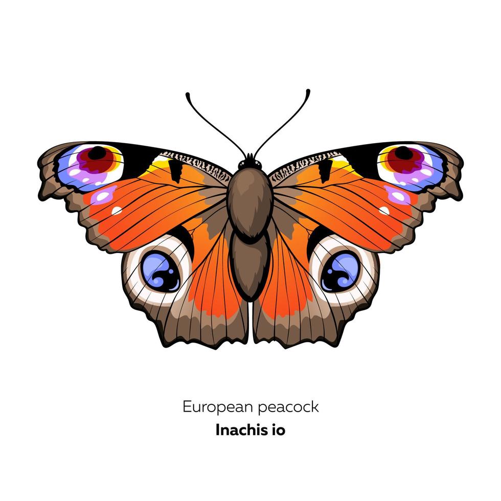 mariposa pavo real europea, inachis io, ilustración vectorial vector