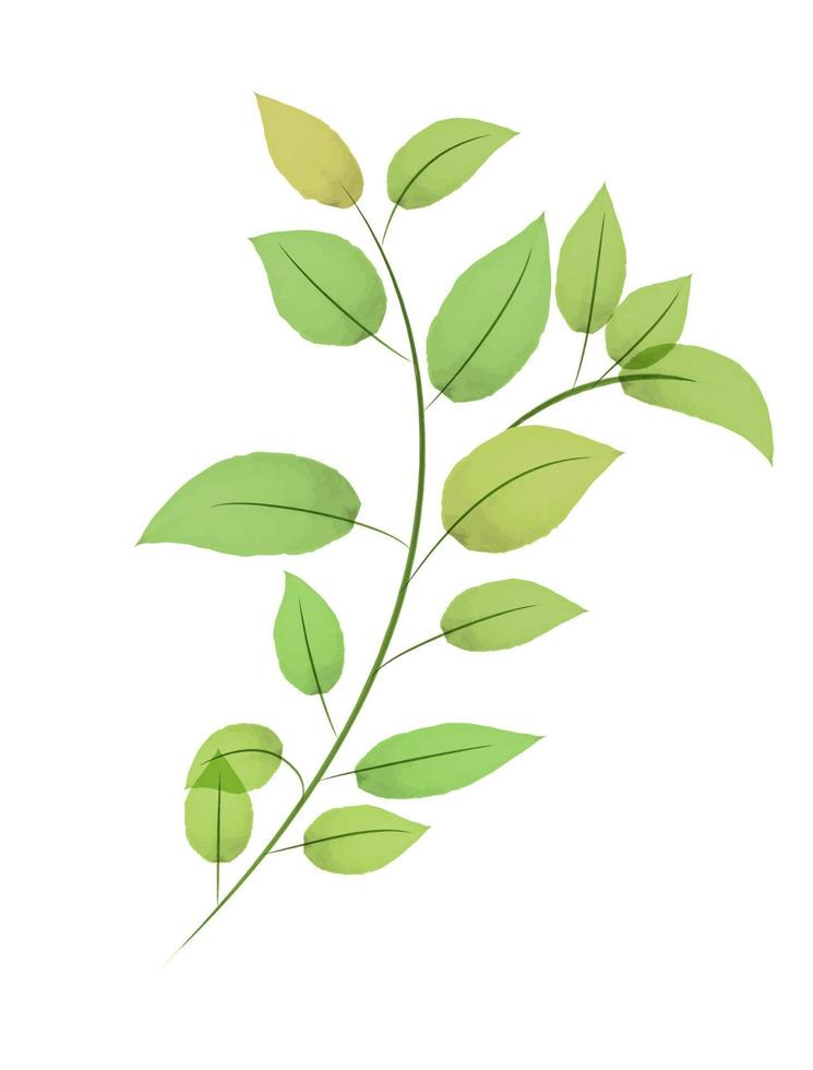 Delicate green watercolor branch vector