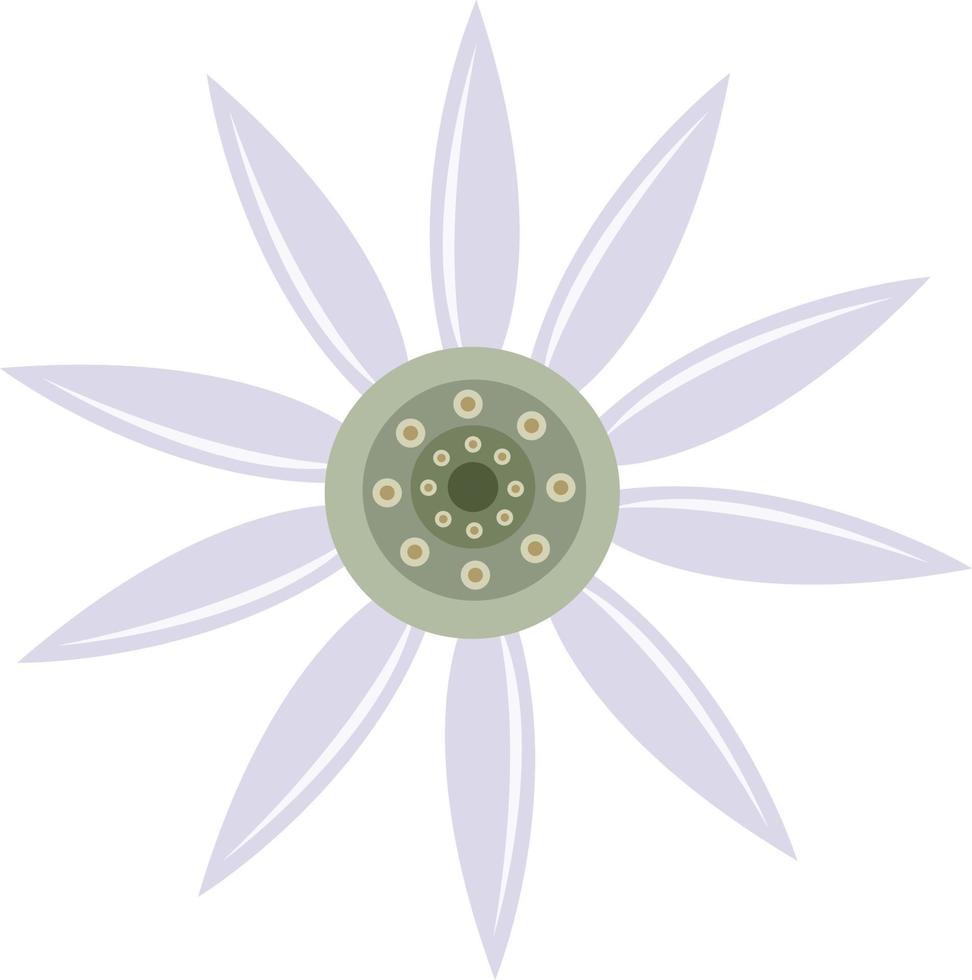 Flannel flower vector illustration for graphic design and decorative element