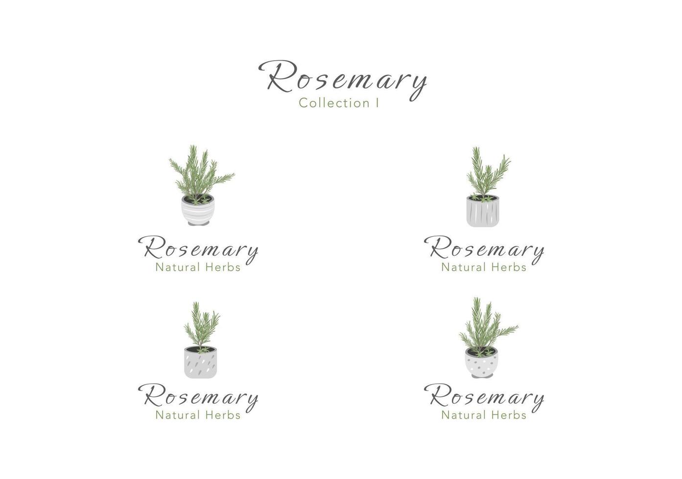 The collection of rosemary tiny tree in clay pot vector