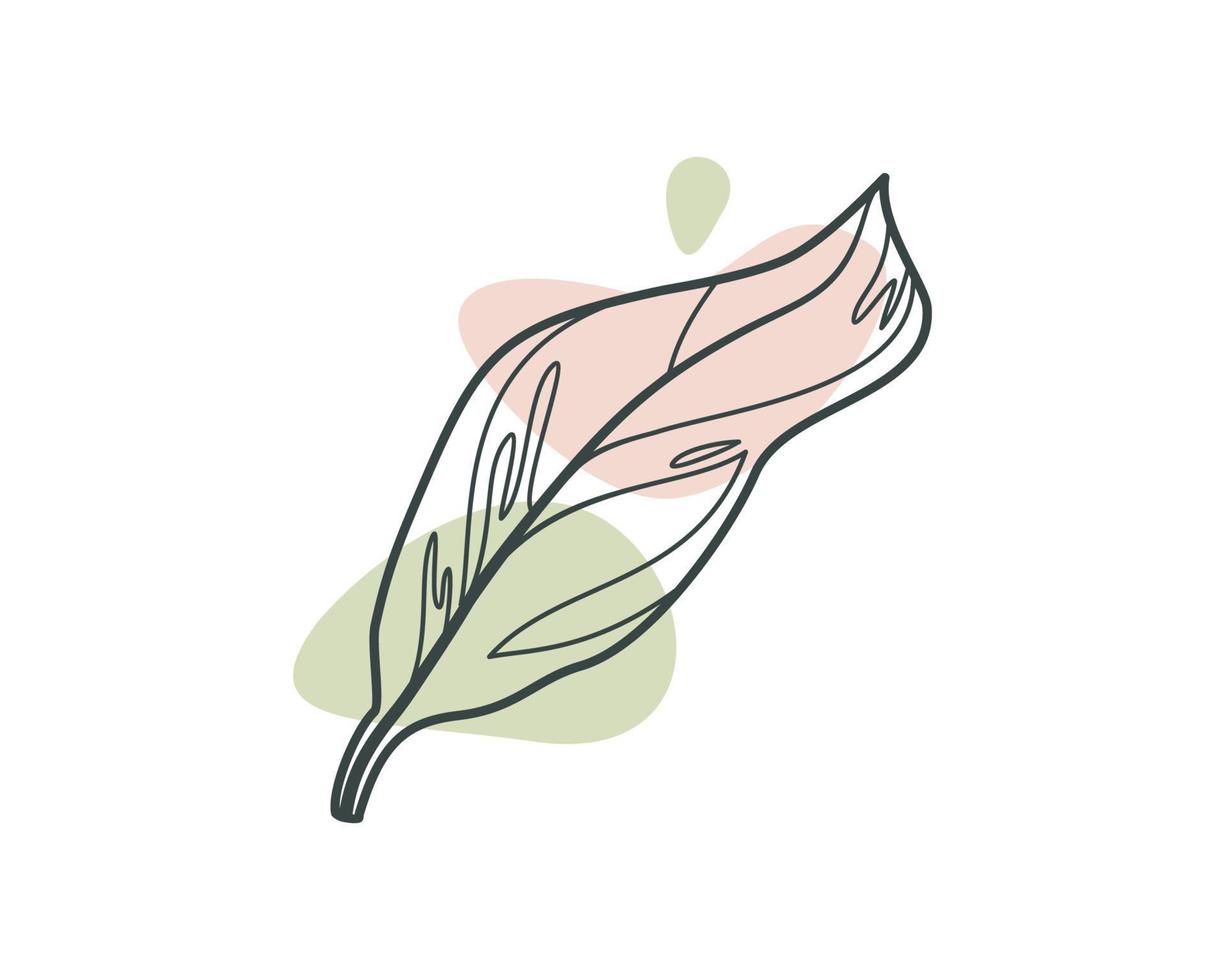 Aesthetic Stromanthe sanguinea Leaf. Plant Vector Design