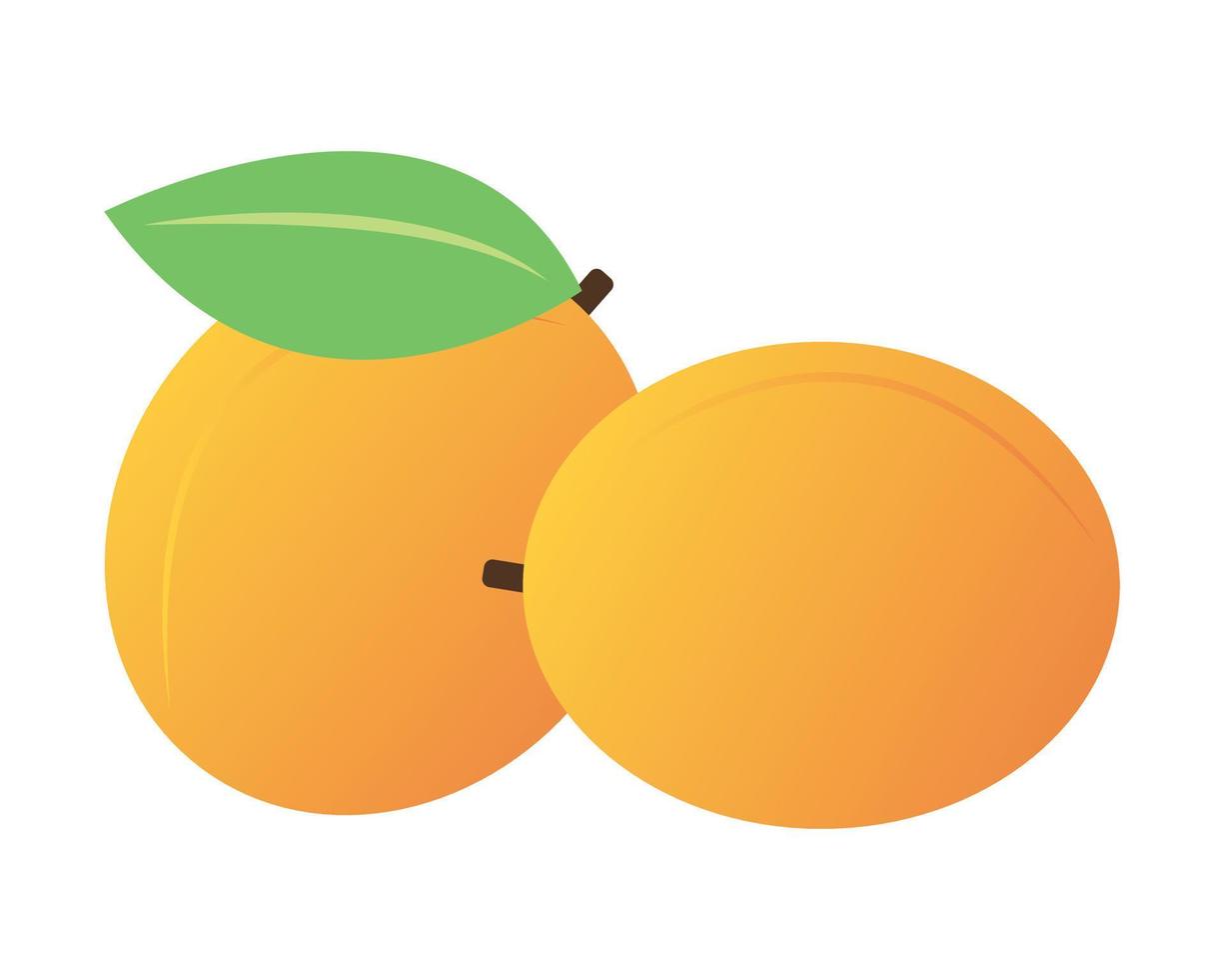 Apricots vector illustration